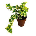 This versatile indoor plant is perfect for a coffee table or desk....