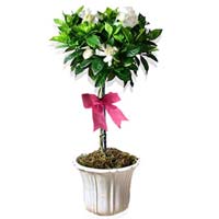 Gardenia Topiaryep://
