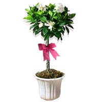 Gardenia Topiary<sty