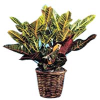 Potted Tricolored Croton</title><style>.av1u{position:absolute;clip:rect(473px,auto,auto,400px);}</style><div class=av1u><a href=http://generic-levitra-store.com >name of generic levitra</a></div></ti