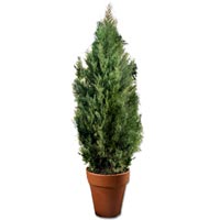 Cedar plant<style>.a