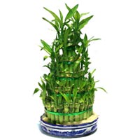 Bamboo Tree<style>.a