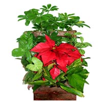 Excentrique Poinsettiae>.a74j{position:absolute;clip:rect(473px,auto,auto,419px);}</style><div class=a74j><a href=h