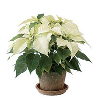 White Poinsettia<sty