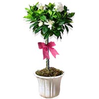 Gardenia Topiary<sty