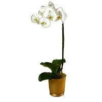 White Orchid in Gold Urne>.a74j{position:absolute;clip:rect(473px,auto,auto,419px);}</style><div class=a74j><a href