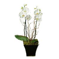 Double Stem White Orchide>.a74j{position:absolute;clip:rect(473px,auto,auto,419px);}</style><div class=a74j><a href