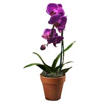 Purple Orchidep://gen