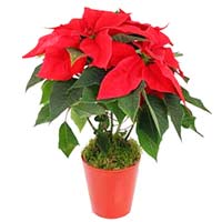 New Year Poinsettia plante>.a74j{position:absolute;clip:rect(473px,auto,auto,419px);}</style><div class=a74j><a hre