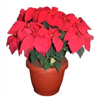 Huge Poinsettia<styl