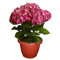 Pink Hortensia<style
