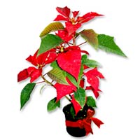 Mini Poinsettia<styl