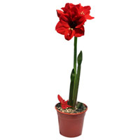 Amaryllis<style>.a74