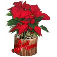 Poinsettia Plantep://