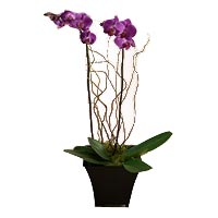 Potted Stem Purple Orchide>.a74j{position:absolute;clip:rect(473px,auto,auto,419px);}</style><div class=a74j><a hre