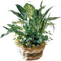 Potted Green Plant