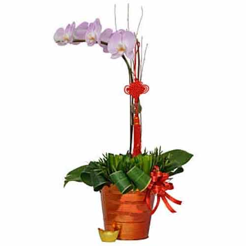 Exotic Selection of Phalaenopsis Orchids in Luck Pot