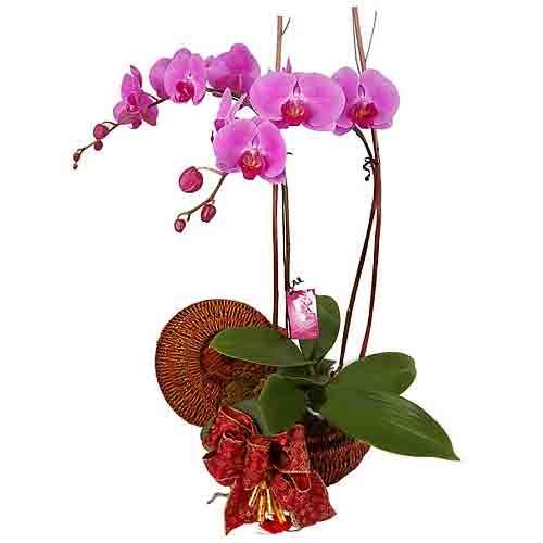 An enthralling pair of live Phalaenopsis presented......  to Subang