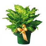 Diffenbachia Compacta or Dump Cane Plant is suitable for home and office. Does n...
