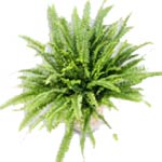 This lush fern plant brings the green of a cool rainforest indoors, to complemen...