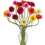 Multiple Beautifully arranged 21 Gerberas in a Vas...