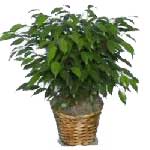 The ficus benjamina is a lush indoor green plant suitable both for home and offi...