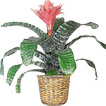 This Bromeliad umplant is hearty, dramatic and easy to care for. The Aechmea Fas...