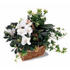 	 Wonderful in white. An assortment of blooming white plants in a basket will c...