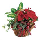 A basket with a red ribbon, filled with winter flowers: fern, ivy, poinsettia an...