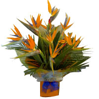 Bird of Paradise Aqua Handtied