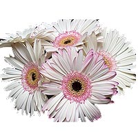 Wonderful White Gerberas