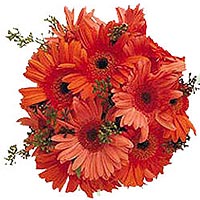 Orange Gerberas