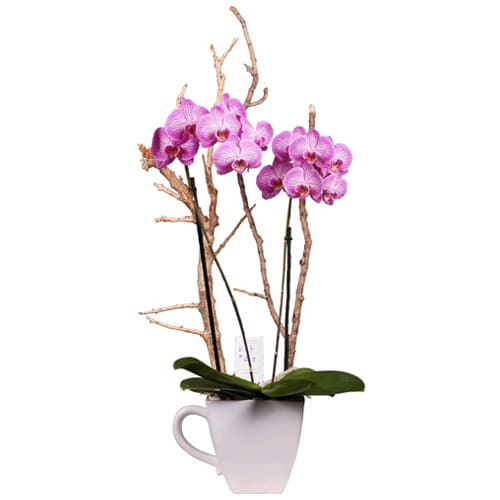 Eye-Catching Collection of Potted Phalaenopsis Orchids