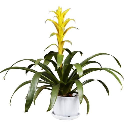 Captivating Present of Bromeliad Plant in a Ceramic Base