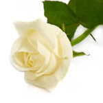 A Beautiful White Rose For You