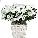 White Azalea Plant