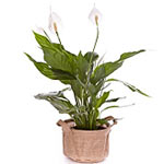 Spathiphyllum - 95 cm