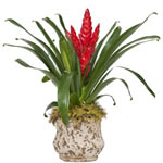 Bromeliad Plant