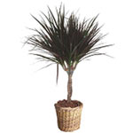  Dracaena Marginata Plant 