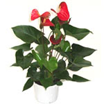 Red Anthurium Plant