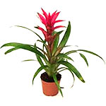 Guzmania Plant