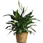 Spathiphyllum - 60 cm