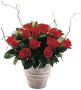 Red roses arrangement (pottery vase included)