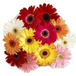 Order this Colorful 1 Dozen Jazzy Gerberas Bouquet...