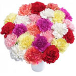 Touching 20 Colorful Carnation in a Vase