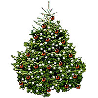Nordmann New Year Tree 150cm with only natural light