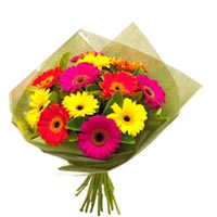 Expressive Bunch of 12 Colorful Gerberas