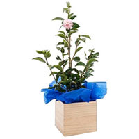 Blossom-Filled Camellia Plant in a Wooden Box