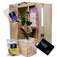 Impressive Coffee and Cake Gift Box with a Baby Plant
