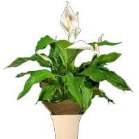 Passionate House Plant with Lily Flower Bloom